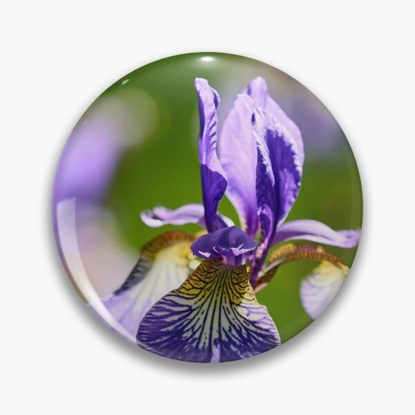 Item preview, 3x Siberian iris designed and sold by Jouko Lehto Photography.