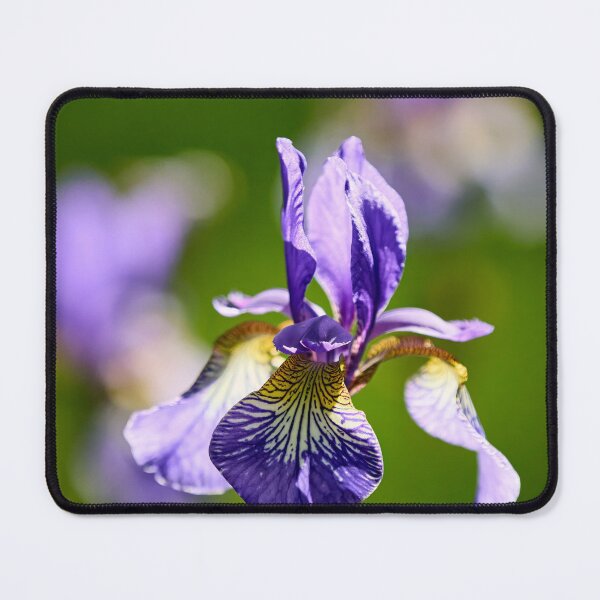 Item preview, 3x Siberian iris designed and sold by Jouko Lehto Photography.