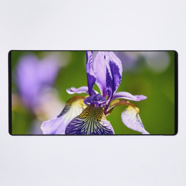 Item preview, 3x Siberian iris designed and sold by Jouko Lehto Photography.