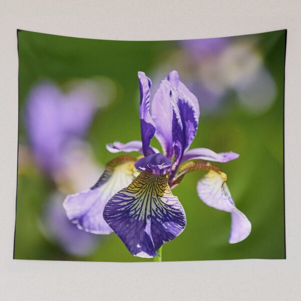 Item preview, 3x Siberian iris designed and sold by Jouko Lehto Photography.