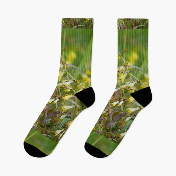 Item preview, The jungle. Common Cow-wheat designed and sold by Jouko Lehto Photography.