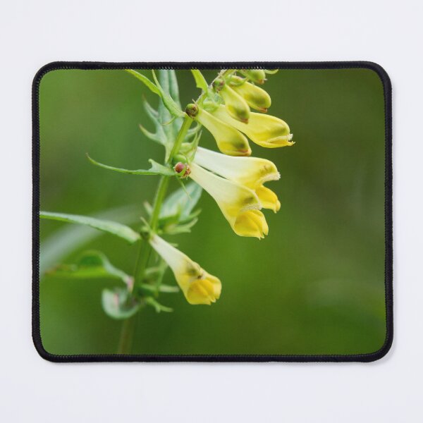 Item preview, Lips. Common Cow-wheat designed and sold by Jouko Lehto Photography.