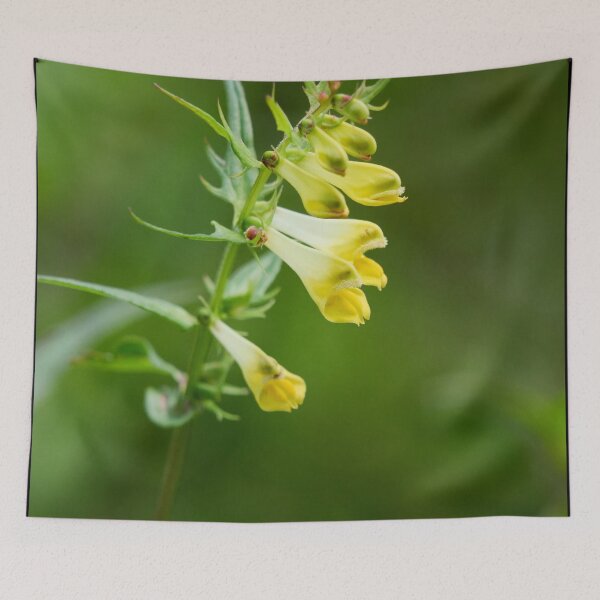 Item preview, Lips. Common Cow-wheat designed and sold by Jouko Lehto Photography.