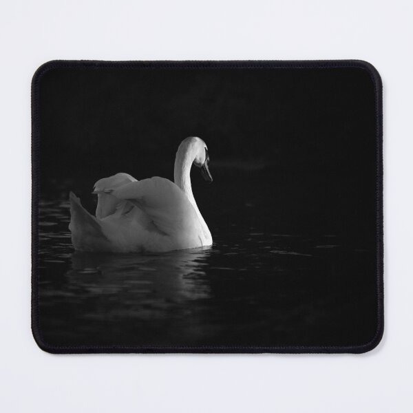 Item preview, Mute Swan Fine Art Photography Elegant Water Bird Black And White Nature Print Minimalist Wildlife Decor Bird Lover Gift designed and sold by Kzara Visual.
