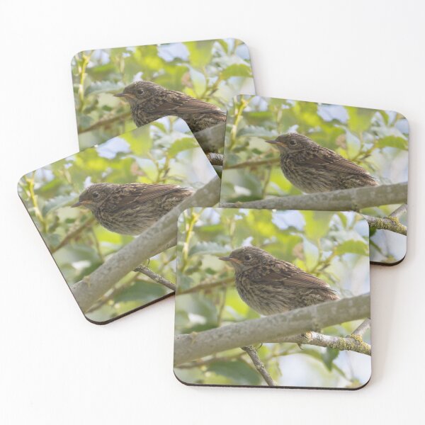 Item preview, Dunnock  designed and sold by LaurenTucker.