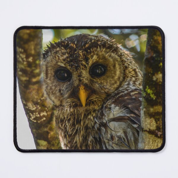 Item preview, Barred Owl in the Woods designed and sold by NateNelsonPhoto.