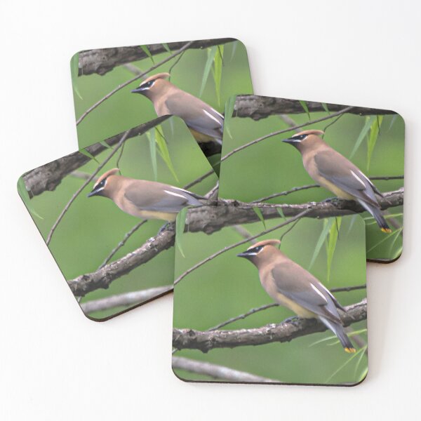 Item preview, Cedar Waxwing on a Branch designed and sold by NateNelsonPhoto.