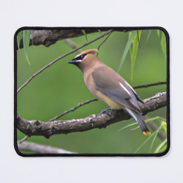 Item preview, Cedar Waxwing on a Branch designed and sold by NateNelsonPhoto.