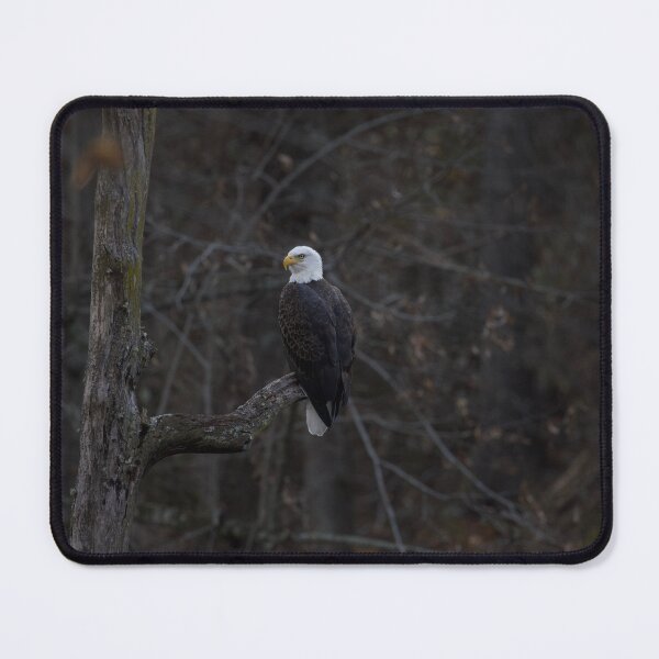 Artikelvorschau, Bald Eagle Perched entworfen und verkauft von NateNelsonPhoto.
