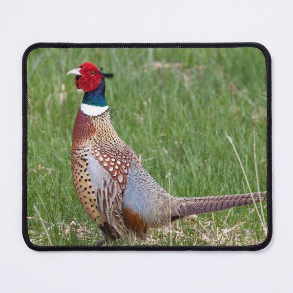 Item preview, Ring-Necked Pheasant designed and sold by NateNelsonPhoto.