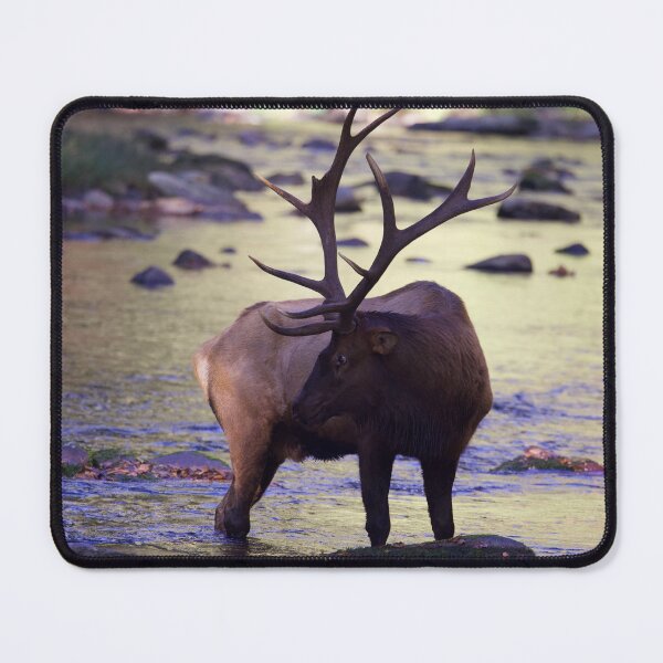 Item preview, Bull Elk in the River designed and sold by NateNelsonPhoto.