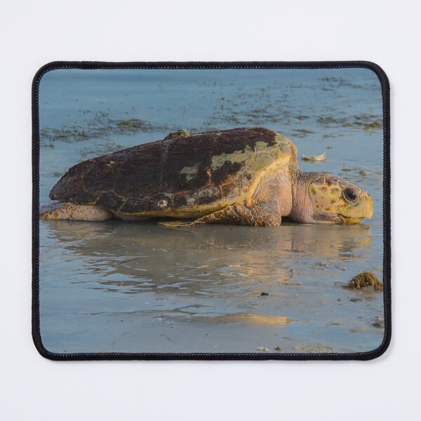 Item preview, Sea Turtle on the Beach designed and sold by NateNelsonPhoto.