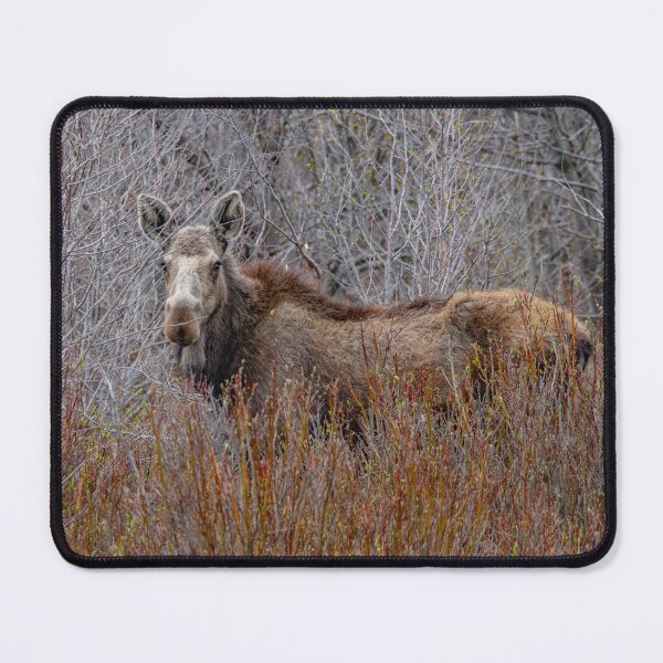 Item preview, Moose in the Willows designed and sold by NateNelsonPhoto.