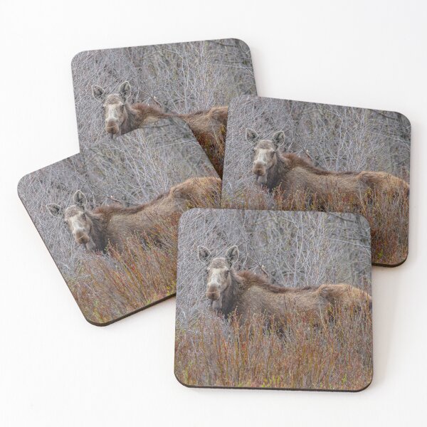 Item preview, Moose in the Willows designed and sold by NateNelsonPhoto.