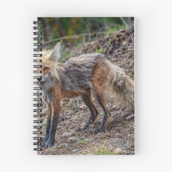 Item preview, Red Fox designed and sold by NateNelsonPhoto.