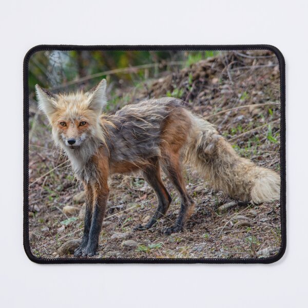 Item preview, Red Fox designed and sold by NateNelsonPhoto.