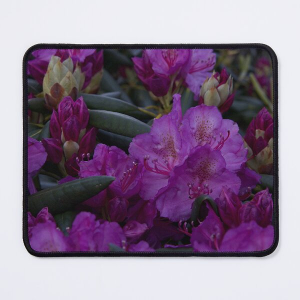 Item preview, Rhododendron in Bloom designed and sold by NateNelsonPhoto.
