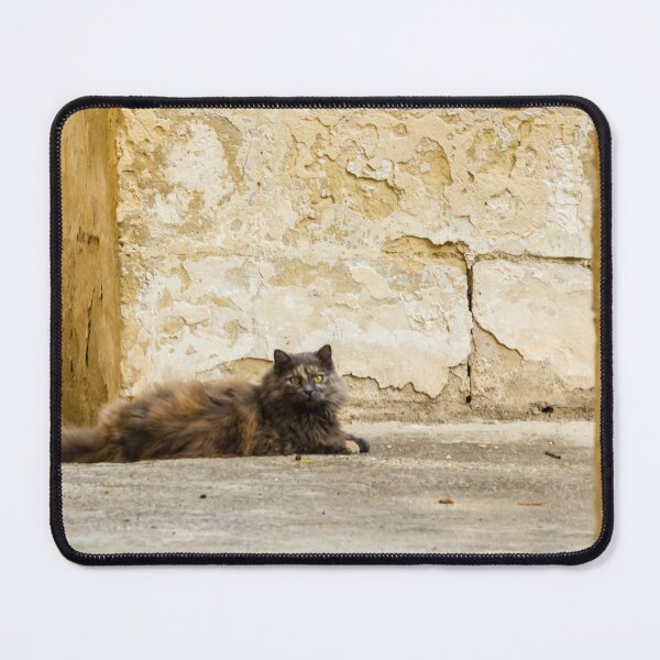 Item preview, Fluffy Longhair Cat Relaxing in a Sunny Alley Beside Weathered Stone Wall designed and sold by Nmallia.