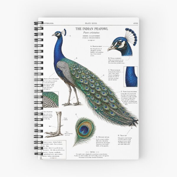 Item preview, Vintage Indian Peafowl Botanical Illustration designed and sold by Bakes Designs.