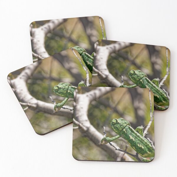 Item preview, A Mediterranean Chameleon in Spain (1) designed and sold by TomRomanPhotos.
