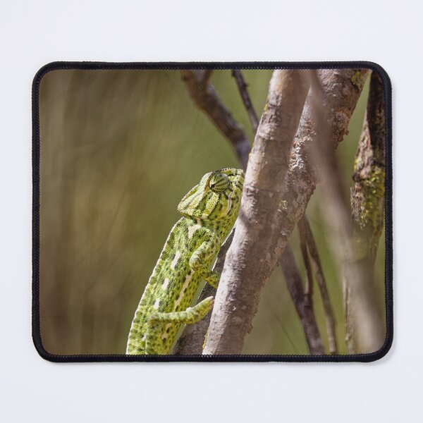 Item preview, A Mediterranean Chameleon in Spain (2) designed and sold by TomRomanPhotos.