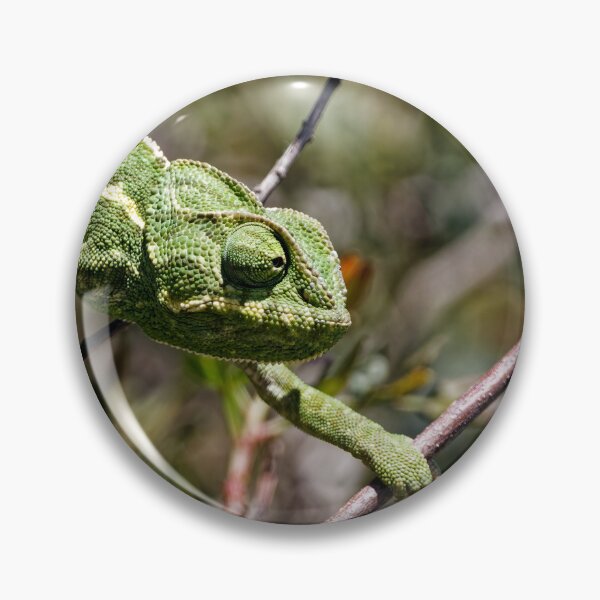 Item preview, A Mediterranean Chameleon in Spain (3) designed and sold by TomRomanPhotos.