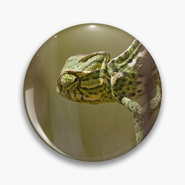 Item preview, A Mediterranean Chameleon in Spain (4) designed and sold by TomRomanPhotos.