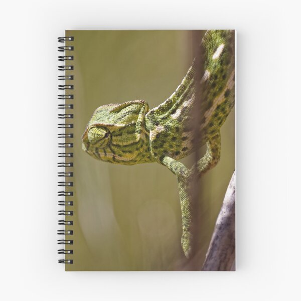 Item preview, A Mediterranean Chameleon in Spain (4) designed and sold by TomRomanPhotos.