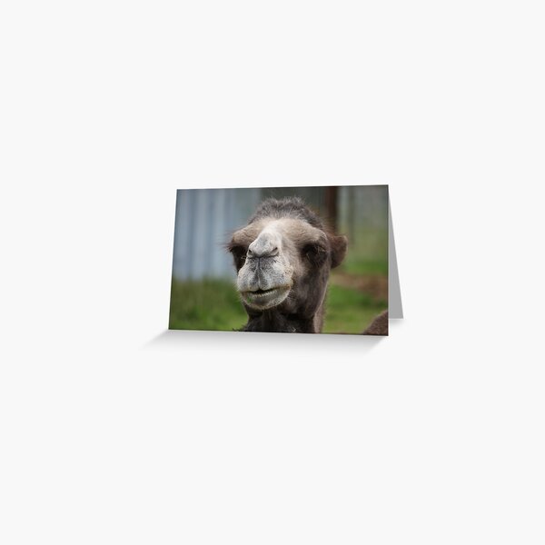 Cheeky Camel Greeting Card