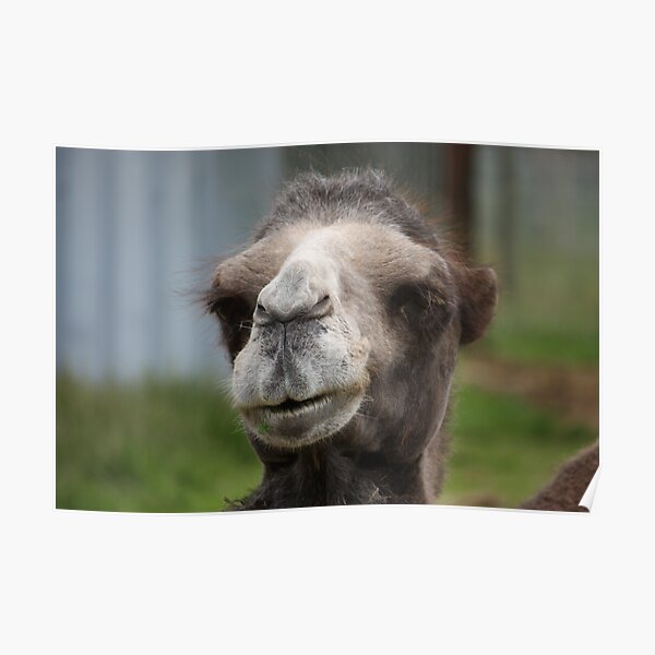 Cheeky Camel Poster