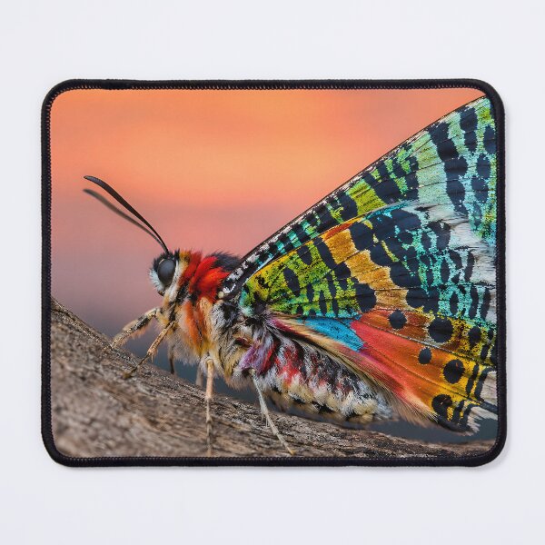 Item preview, Exotic, colorful butterfly in the warm evening light designed and sold by Fotografin1981.