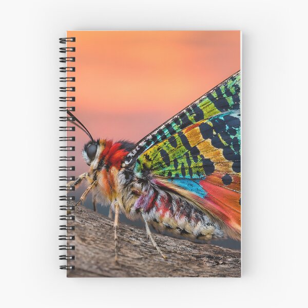 Item preview, Exotic, colorful butterfly in the warm evening light designed and sold by Fotografin1981.