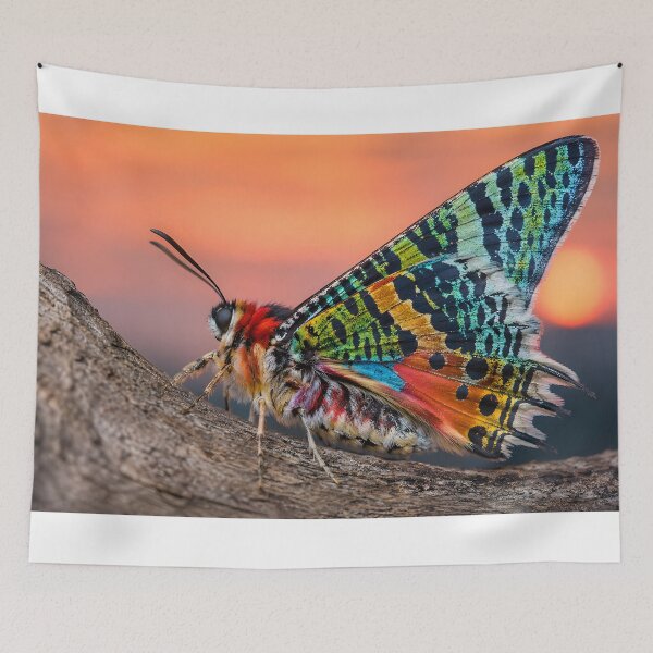 Item preview, Exotic, colorful butterfly in the warm evening light designed and sold by Fotografin1981.
