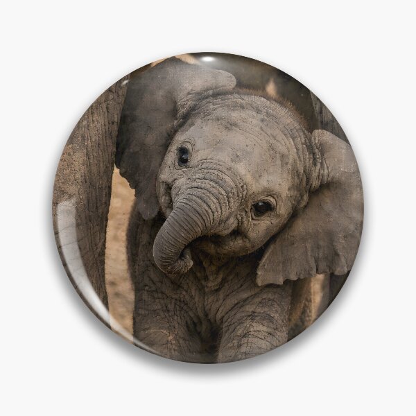 Item preview, Cute baby elephant peeks out from under its mother's legs designed and sold by Fotografin1981.
