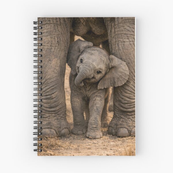 Item preview, Cute baby elephant peeks out from under its mother's legs designed and sold by Fotografin1981.