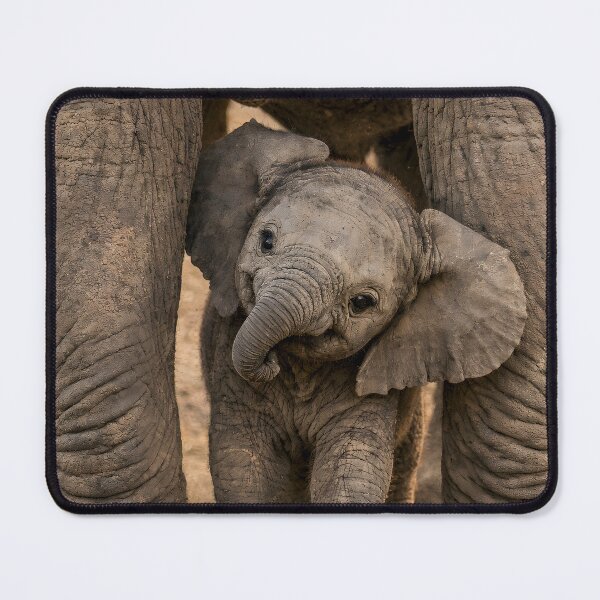 Item preview, Cute baby elephant peeks out from under its mother's legs designed and sold by Fotografin1981.