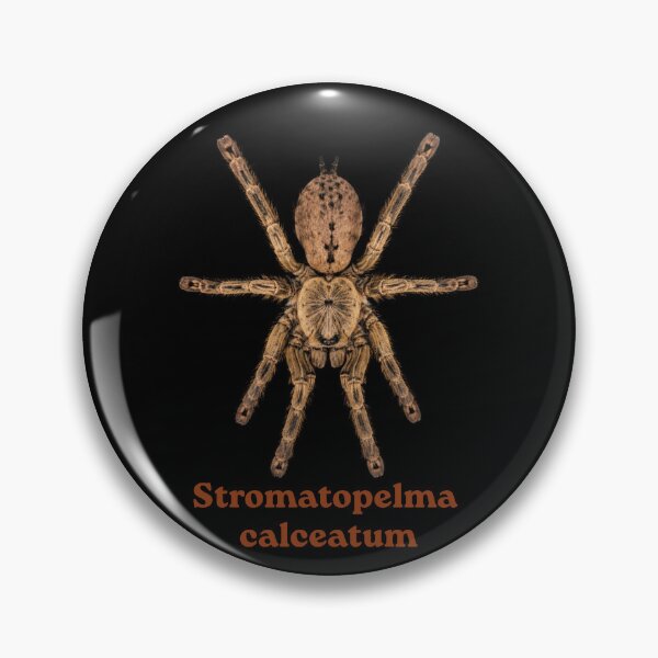 Item preview, Stromatopelma calceatum SP-021 designed and sold by Exotic-Atlas.