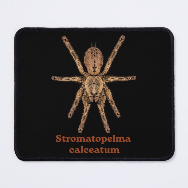 Item preview, Stromatopelma calceatum SP-021 designed and sold by Exotic-Atlas.