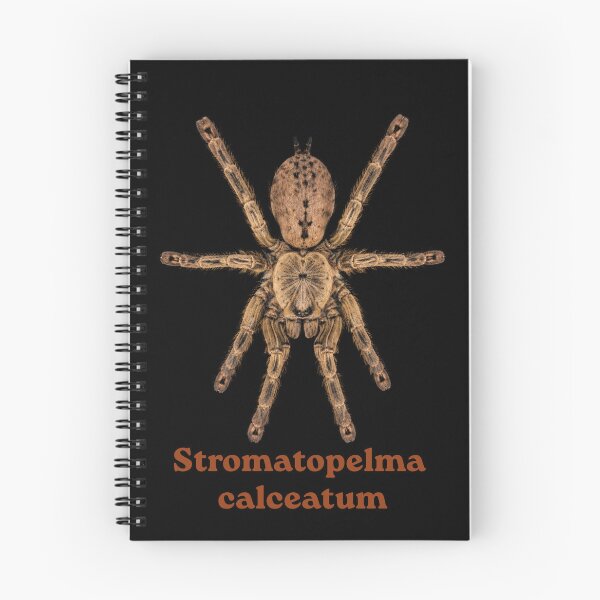 Item preview, Stromatopelma calceatum SP-021 designed and sold by Exotic-Atlas.