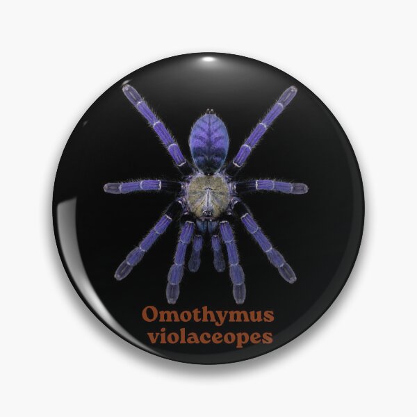 Aperçu de l'œuvre Omothymus violaceopes SP-022 créée et vendue par Exotic-Atlas.
