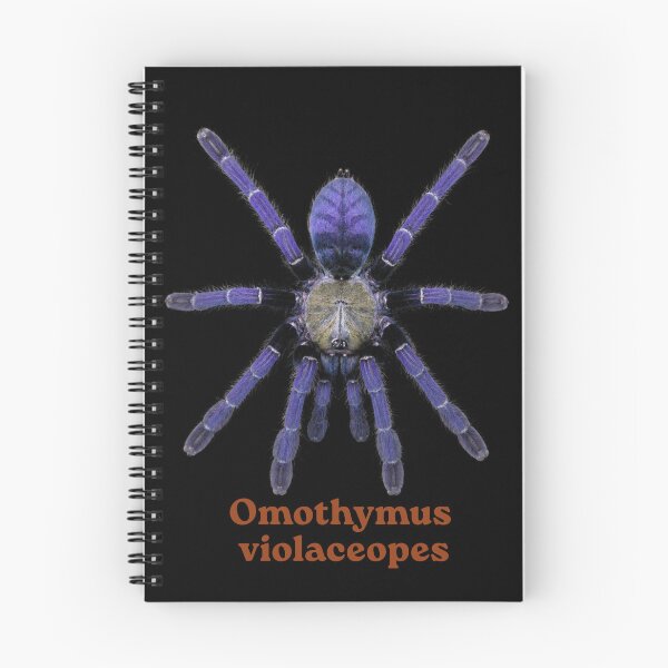Item preview, Omothymus violaceopes SP-022 designed and sold by Exotic-Atlas.
