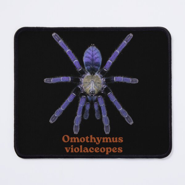 Item preview, Omothymus violaceopes SP-022 designed and sold by Exotic-Atlas.