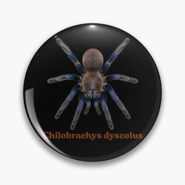 Item preview, Chilobrachys dyscolus SP-023 designed and sold by Exotic-Atlas.