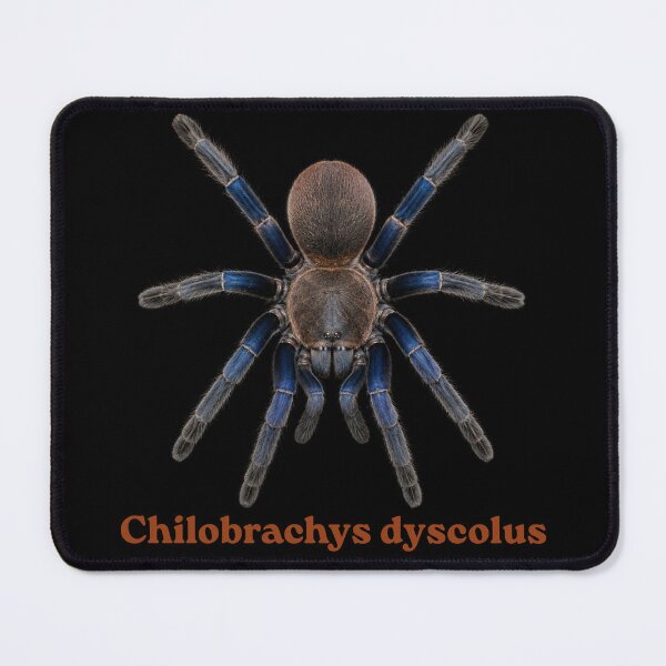 Item preview, Chilobrachys dyscolus SP-023 designed and sold by Exotic-Atlas.