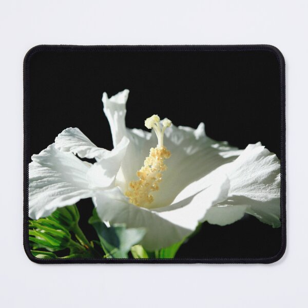 Item preview, White mallow on black background designed and sold by olena2552.