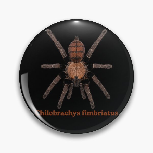 Item preview, Chilobrachys fimbriatus SP-024 designed and sold by Exotic-Atlas.