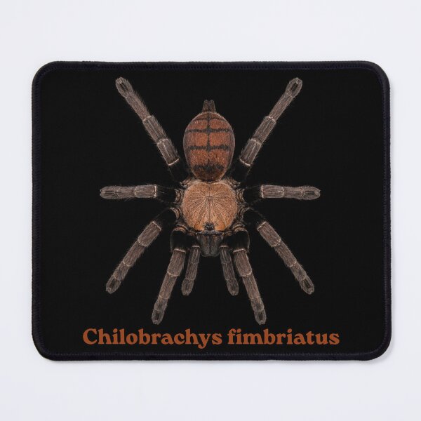 Item preview, Chilobrachys fimbriatus SP-024 designed and sold by Exotic-Atlas.