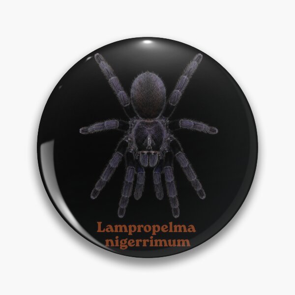 Item preview, Lampropelma nigerrimum SP-25 designed and sold by Exotic-Atlas.