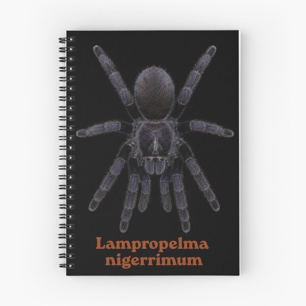 Item preview, Lampropelma nigerrimum SP-25 designed and sold by Exotic-Atlas.