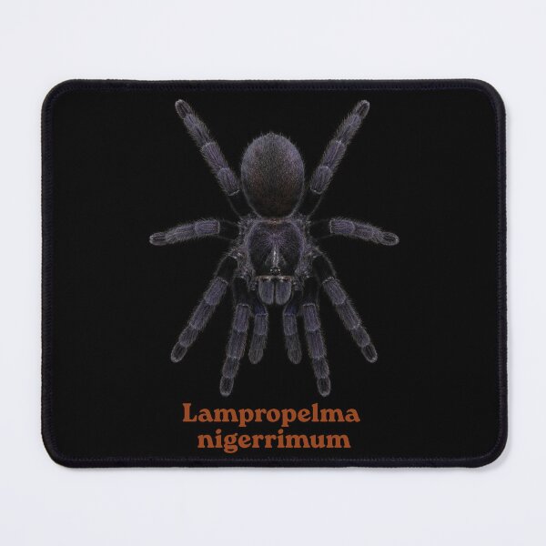Item preview, Lampropelma nigerrimum SP-25 designed and sold by Exotic-Atlas.